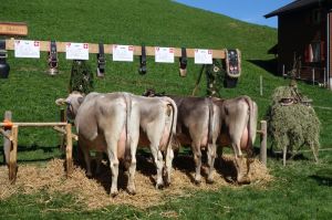 ZF Pia ohne Stammkuh A75 Windlin Markus Oberendi St. Niklausen